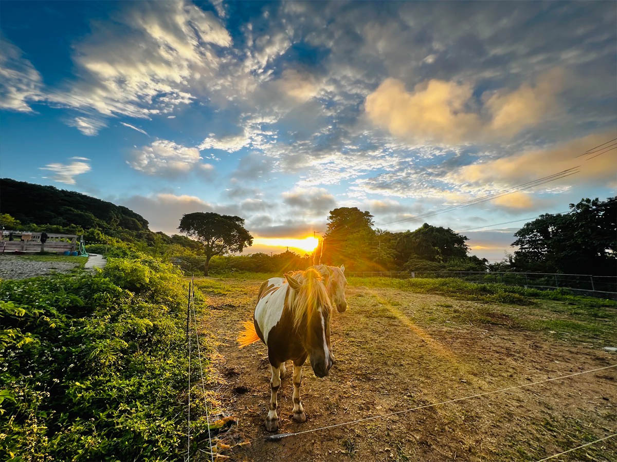 ホースセッション体験