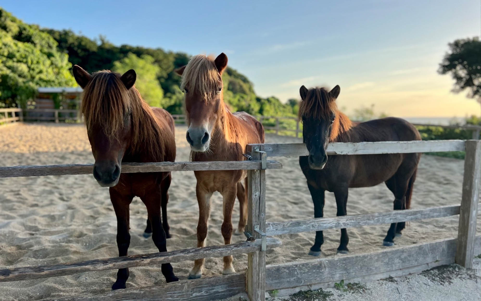 宮古馬 - 世界に40数頭のみの貴重な存在