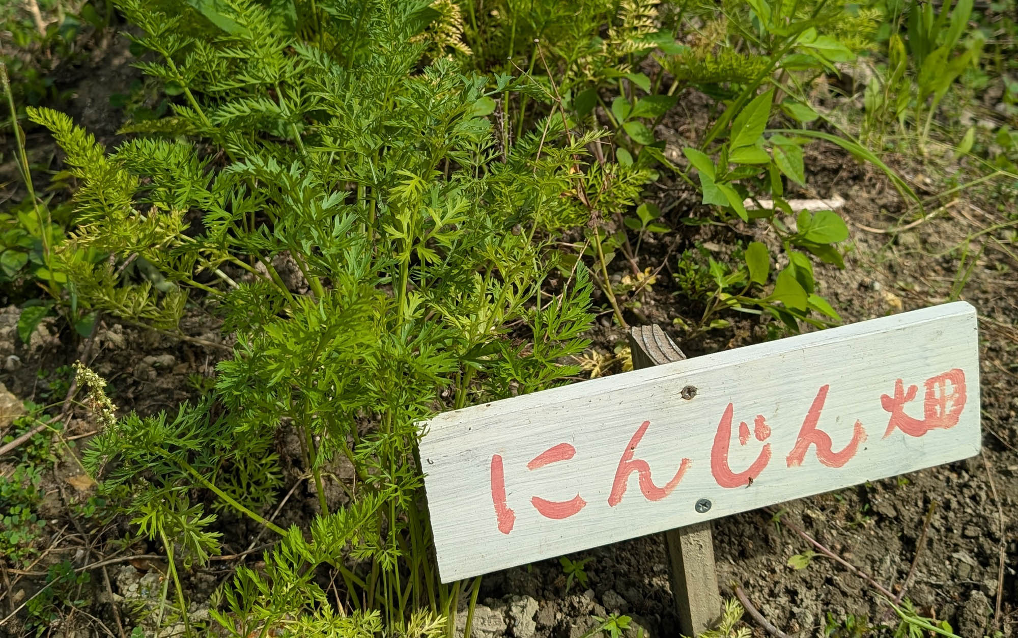 自然栽培の畑 - 土、太陽、水、風が調和する空間